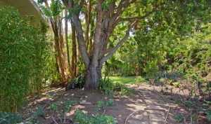 back yard, landscape, garden