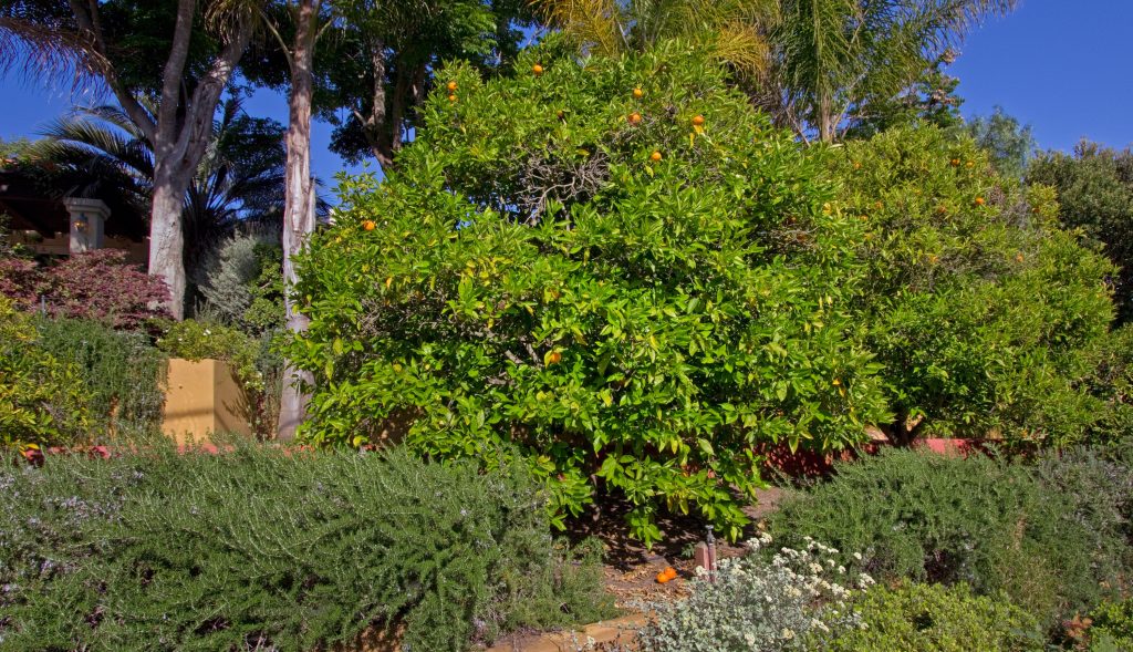 large garden, santa barbara orange tree, custom landscape